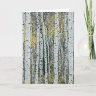 Carte Troncs d'arbre d'Aspen   Aspen, Colorado