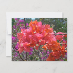 Carte Tropical Pink Bougainvillea Island Floral