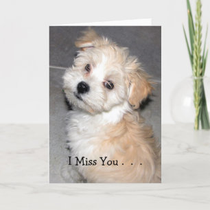 Carte Tu me manque. - Chiot de Havanese