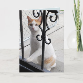 Carte Tu Me Manques Chat