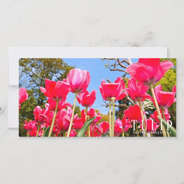 Carte Tulip (Devant)