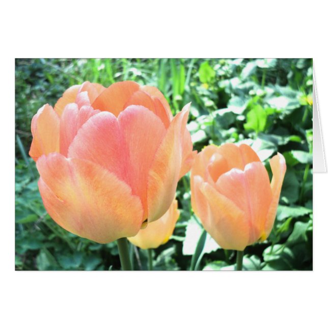 Carte Tulip (Devant Horizontal)
