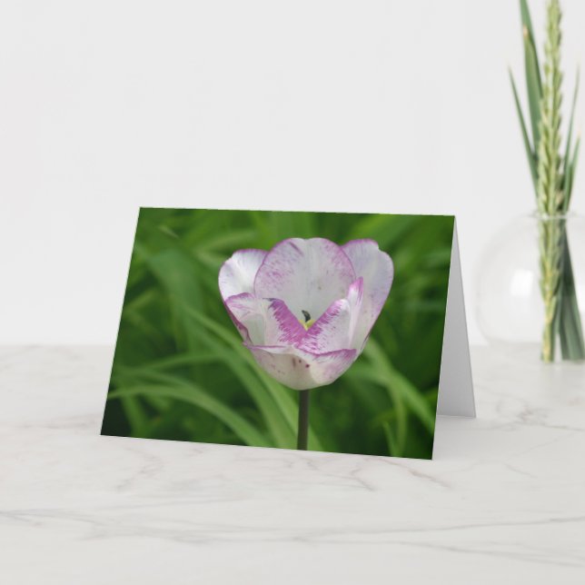 Carte Tulipe blanc pourpre (Devant)