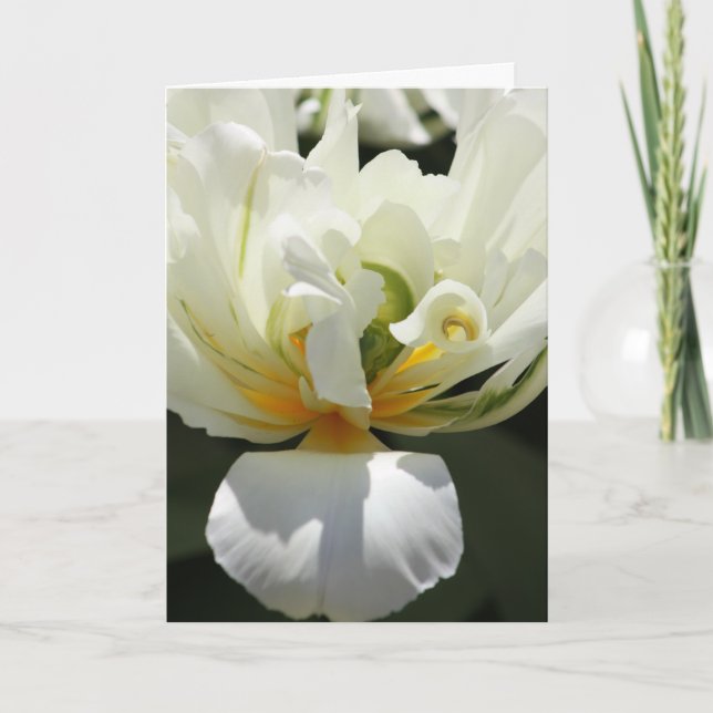 Carte Tulipe blanche (Devant)