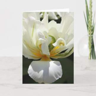 Carte Tulipe blanche
