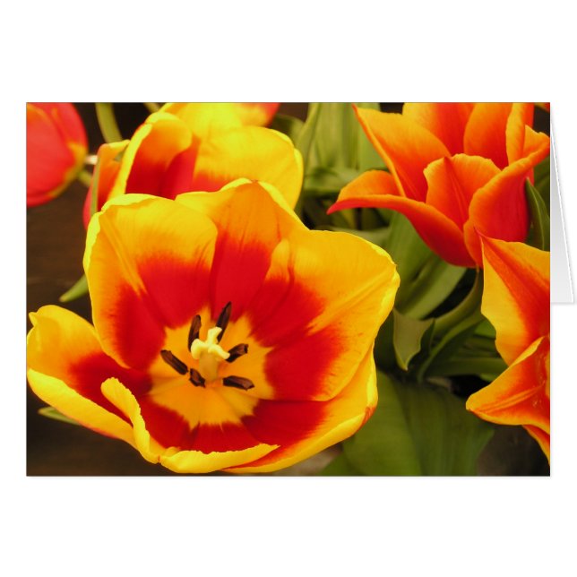 Carte Tulipe Glory Spring (Devant Horizontal)