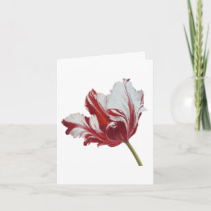 Carte Tulipe Parrot