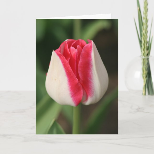 Carte Tulipe rose et blanche à deux tons (Devant)