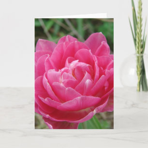 Carte Tulipe rose Fancy, Fête des Mères