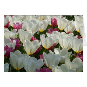 Carte Tulipes blanches