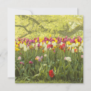 Carte Tulipes colorées dans un parc