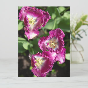 Carte Tulipes mignonnes pourpres dans le jardin