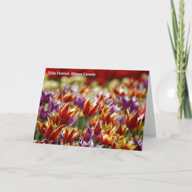 Carte Tulipes multicolores (Devant)