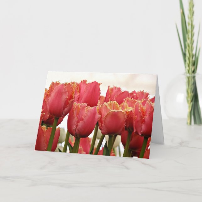 Carte Tulipes photo | Corail et Gold Fringed (Devant)