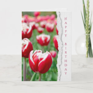 Carte tulipes rouges dans le jardin anniversaire