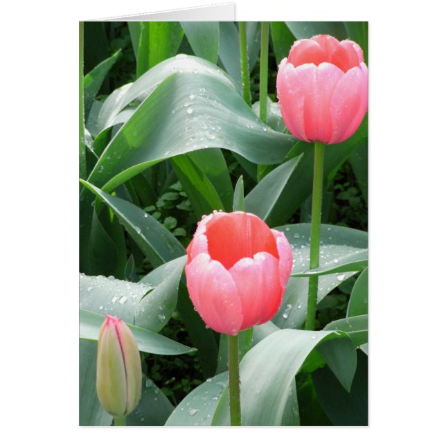 Carte Tulips (Devant)