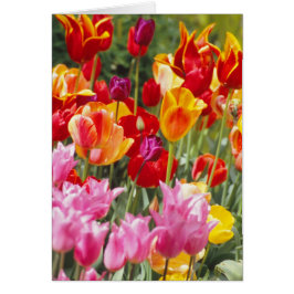 Carte Tulips