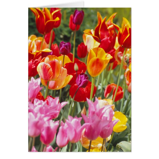 Carte Tulips (Devant)