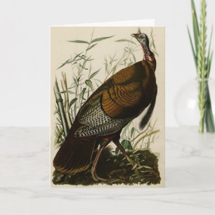 Carte Turquie sauvage (mâle) des oiseaux d'Amérique d'Au