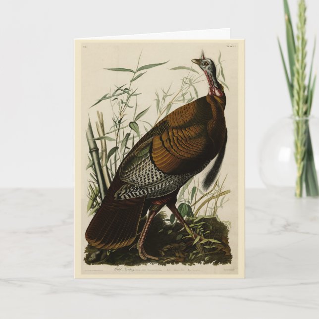 Carte Turquie sauvage (mâle) des oiseaux d'Amérique d'Au (Devant)