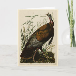 Carte Turquie sauvage (mâle) des oiseaux d'Amérique d'Au