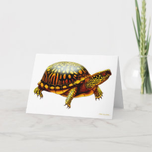 Carte Turtle à boîte orientale