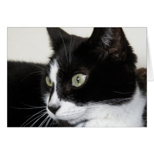 Carte Tuxedo Cat