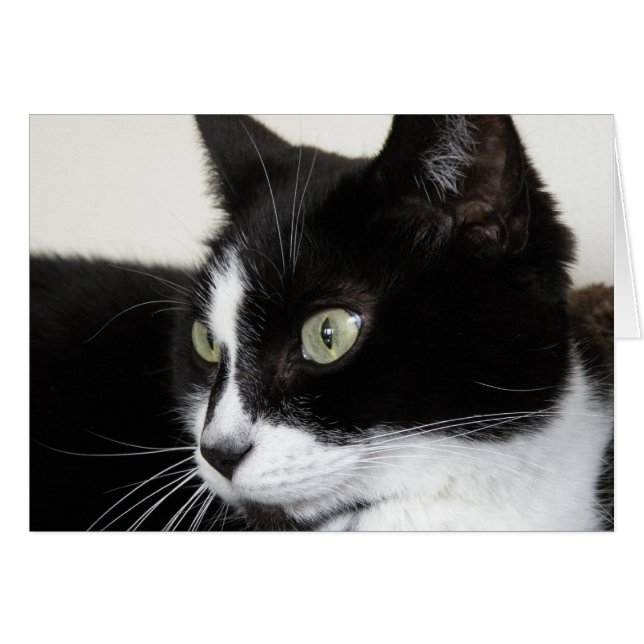 Carte Tuxedo Cat (Devant Horizontal)