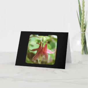 Carte TV Columbine Flower