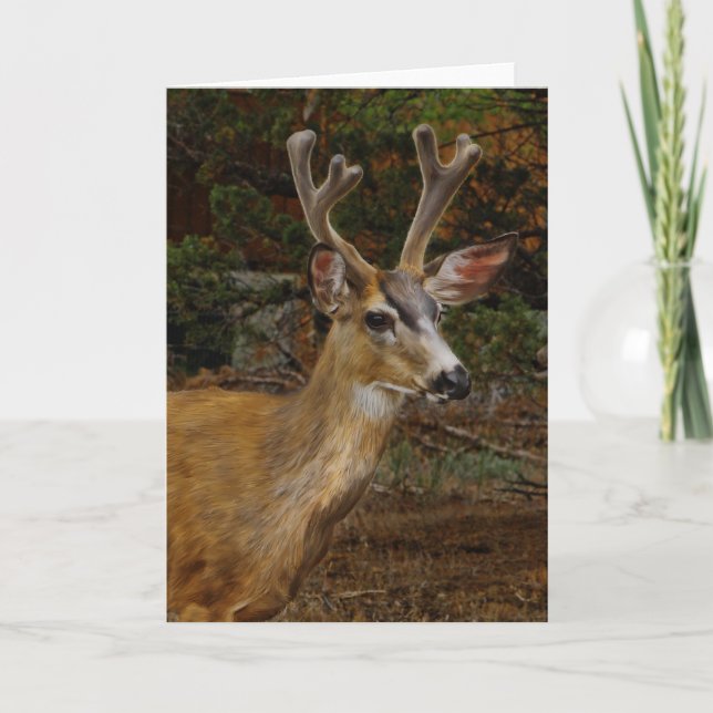 CARTE UN AMI DE CERFS COMMUNS (Devant)
