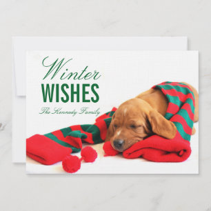 Carte Un chiot mixte de Vizsla