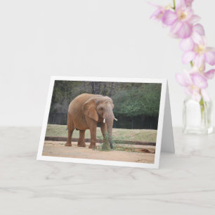 Carte Un éléphant africain dans le parc