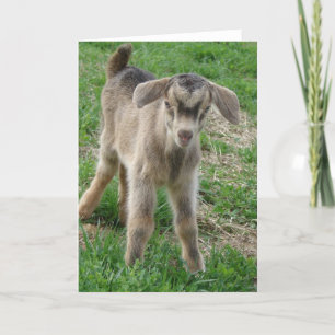 Carte Un enfant de Nubian Billy à un jour