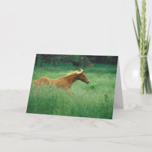 Carte Un Jeune Stallion Traverse Le Milieu