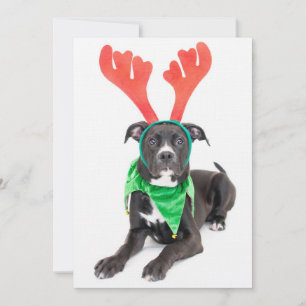 Carte Un labrador noir et blanc Retriever/Pit Bull