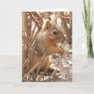 Carte Un petit bonjour