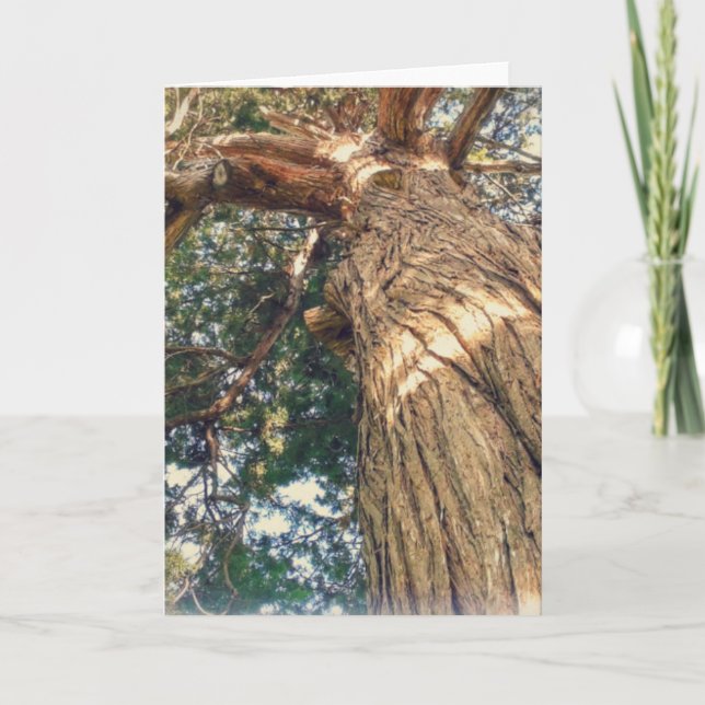 Carte Un Très Beau Arbre (Devant)