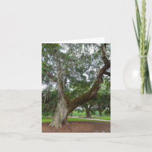 Carte Un Vieux Chêne