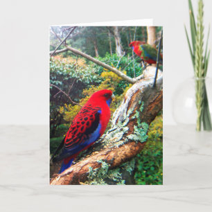 Carte Une photo en couleur d'un Crimson Rosella.
