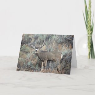 Carte Utah mule deer buck