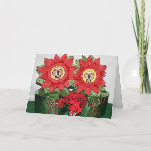 Carte Vacances de poinsettia de golden retriever (Devant)