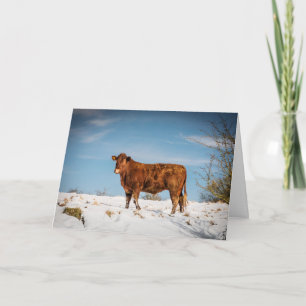 Carte Vache Brown dans un champ couvert de neige