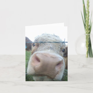 Carte vache curieuse