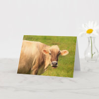 Vache Douce Et Soignante Se Portent Bien