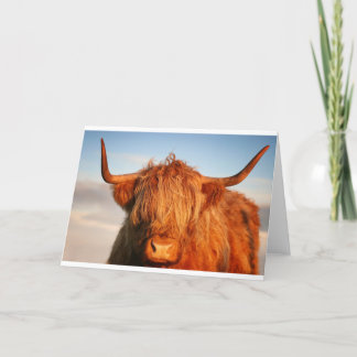 Carte Vache écossaise des Highlands - Écosse