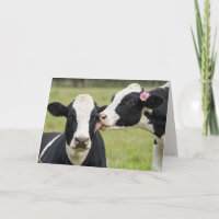Vache Holstein pour anniversaire de mariage embras