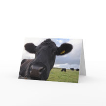 Vache irlandaise !