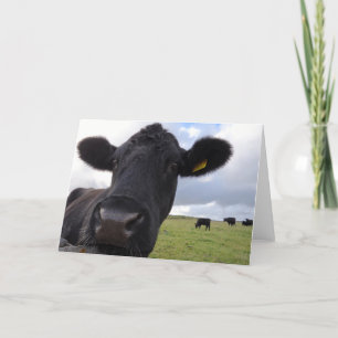 Carte Vache irlandaise !