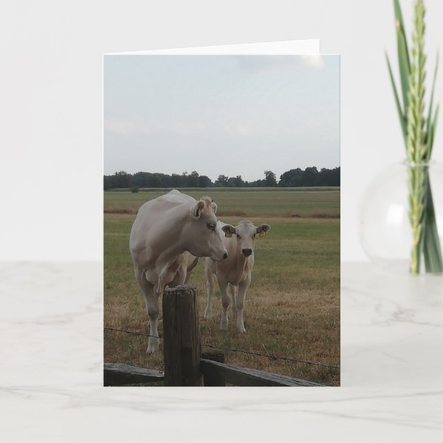 Carte Vache mère et bébé. (Devant)