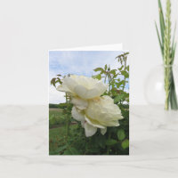 Vanessa Bell Rose jaune, Verticale 